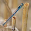 Coenagrion scitulum (Dainty Damselfly) female 2.JPG